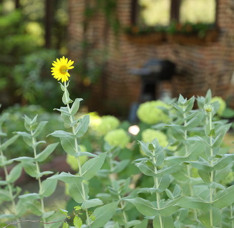 Ardmore Garden Tour-12